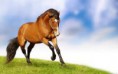 /album/lindos-caballitos/caballo-jpg/